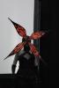 animecon_1483.jpg