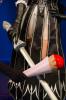 WCS-IMG_4265.jpg